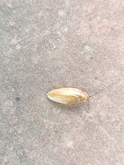 Ectobius vittiventris