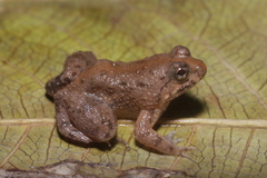 Occidozyga martensii