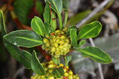 Rumex crassus