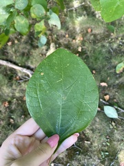 Sassafras albidum