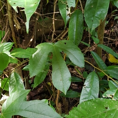 pbsg, CC BY, iNaturalist via GBIF Phytocrene bracteata, photograph pbsg, CC BY, iNaturalist via GBIF