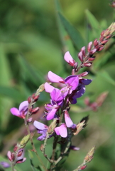 Desmodium canadense