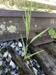 Digitaria ischaemum
