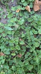 Lysimachia nummularia