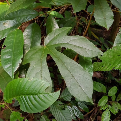 Phytocrene bracteata, photograph 5