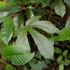 Phytocrene bracteata, photograph pbsg, CC BY, iNaturalist via GBIF