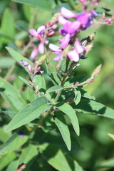 Desmodium canadense