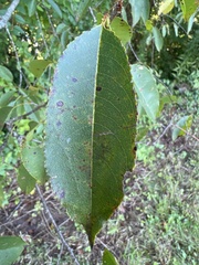 Prunus serotina