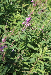 Desmodium canadense