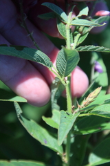 Desmodium canadense