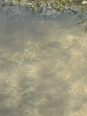 Micropterus floridanus