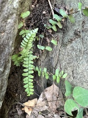 Asplenium platyneuron