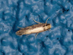 Monopis crocicapitella