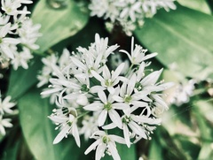 Allium ursinum