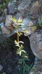 Euphorbia nutans