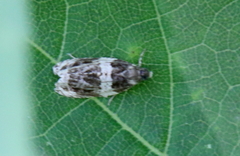 Olethreutes fasciatana