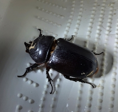 Oryctes rhinoceros