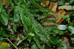 Asparagus lycopodineus