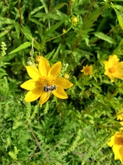 Eristalis stipator