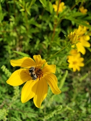 Eristalis stipator