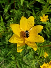 Eristalis stipator