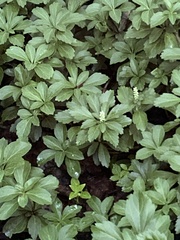 Pachysandra terminalis