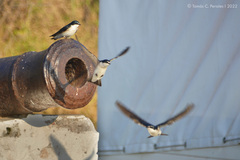 Tachycineta leucorrhoa