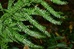 Asparagus lycopodineus