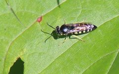 Bicyrtes quadrifasciatus