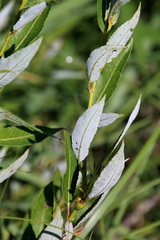 Salix petiolaris