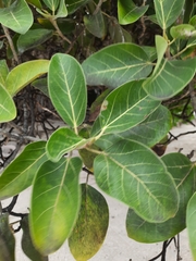 Ficus benghalensis