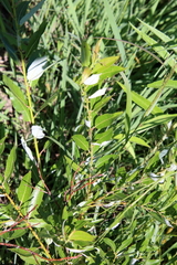 Salix petiolaris