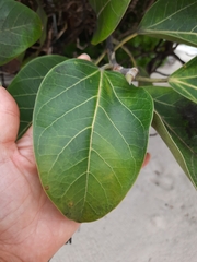 Ficus benghalensis