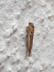 Agriphila geniculea