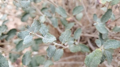 Eriogonum corymbosum