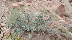 Eriogonum corymbosum
