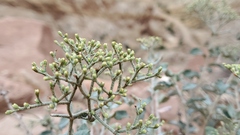 Eriogonum corymbosum