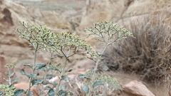 Eriogonum corymbosum
