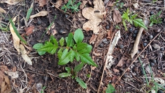 Koelreuteria paniculata