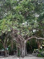 Ficus benghalensis