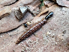 Phaeostigma