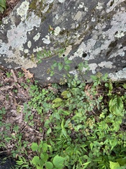 Thaspium