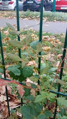 Koelreuteria paniculata