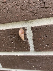 Bulimulus bonariensis