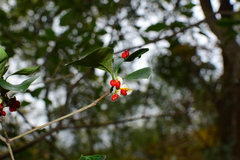 Pittosporum illicioides