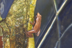 Microhylidae