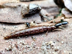 Phaeostigma
