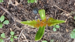 Koelreuteria paniculata