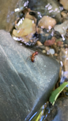 Camponotus castaneus