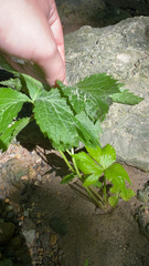 Cryptotaenia canadensis